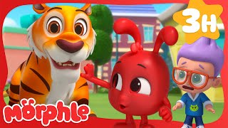 Morphle's Tiger Troubles | Stories for Kids | Morphle Kids Cartoons