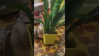 Diy Plant pot painting | Easy and  quick painting idea shorts yt shorts viral