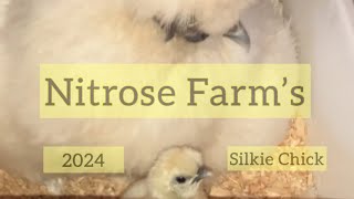 Introducing our FIRST EVER naturally hatched Silkie chick, just hours after hatching! 🥚🐣🐥