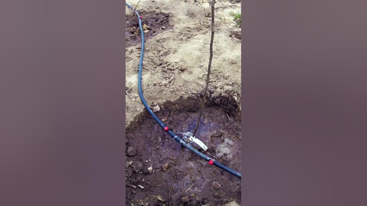 Компенсированные капельницы для капельного полива , регулировка ...