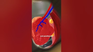 How Thyroid Surgery is Performed? (3D animation) #drone #theflash #space #automobile