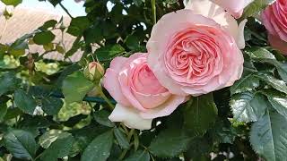 Райская роза или Пьер де Ронсар.