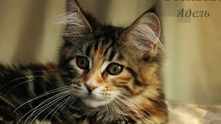 котенок мейн-кун питомник Президент котенок мейн-кун питомник Президент