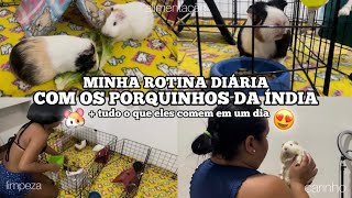 MINHA ROTINA COM OS MEUS PORQUINHOS DA ÍNDIA NO DIA A DIA + TUDO O QUE ELES COMEM EM UM DIA!!! ✨