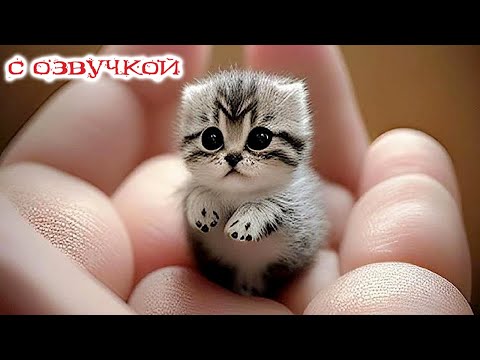 ПРИКОЛЫ С КОТАМИ! С ОЗВУЧКОЙ - Самые Смешные Коты - СМЕШНЫЕ ЖИВОТНЫЕ! ДО СЛЁЗ!