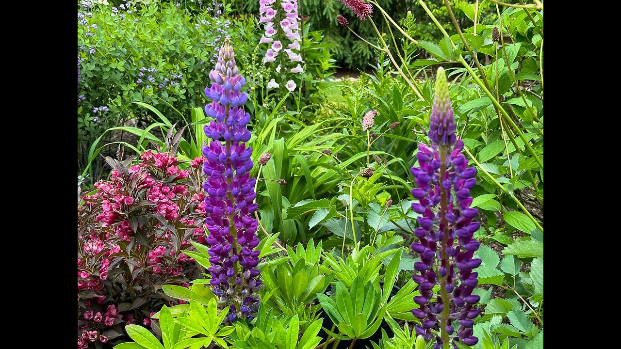 Deer 🦌 Resistant NOT Deer Proof! - Shrubs and Perennials 🌳 - YouTube