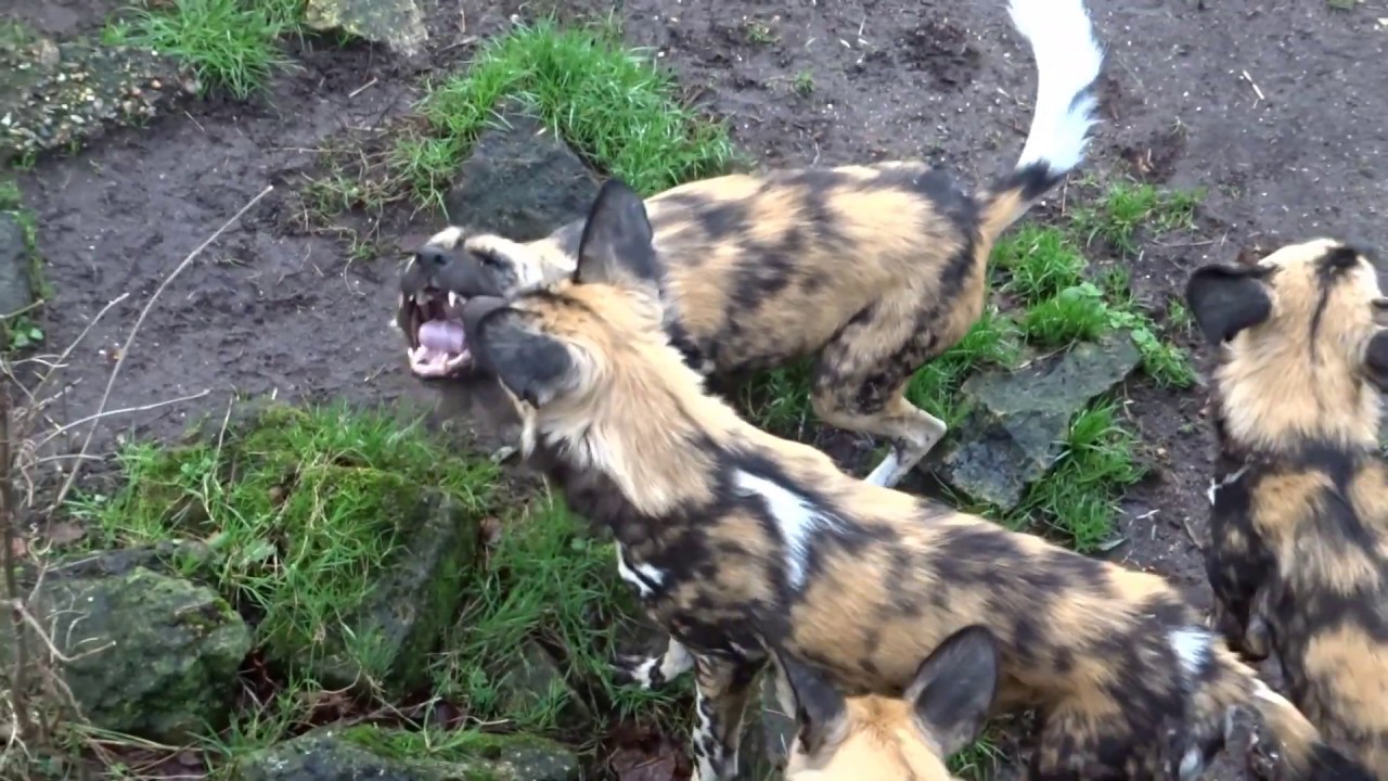 CUTE! Amazing dominance / submissive behaviour of African Painted Wolves (Wild Dogs) @ZSL London Zoo