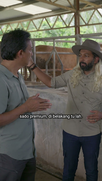 Jenis Baka Lembu Yang Di Ternak di Colla Cattle Kuala Selangor #shorts #wagyu
