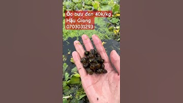 Ốc bưu đen Hậu Giang Long Mỹ