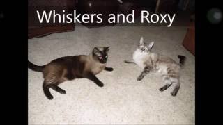 Whiskers x Roxy