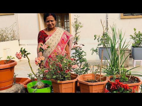 Video: Pruning Adenium: Paano Maayos Na Prune Adeniums Sa Bahay Upang Magsimula Silang Magsanga? Pagbubuo Ng Korona At Caudex