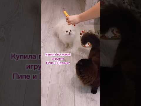 Новые игрушки зверятам 🐶😾#dog #funnymoments #funnycat #funnydogs #шпиц #собака #animals #cat #кот