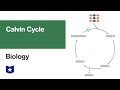 Photosynthesis: The Calvin Cycle | Biology