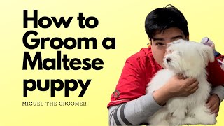 How to Groom a  Maltese puppy DIY, / How to groom my dog at home/ Dog grooming in Queens NY by Dalilas Pet Grooming  356 views 3 years ago 16 minutes