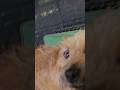 Frodo video