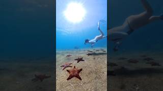 SWIMMING OVER THOUSANDS OF STARFISH IN THE GALAPAGOS 🌟 🌟 🌟 #shorts #galápagos #ecuador #starfish