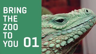 Bring the Zoo to You - GRAND CAYMAN ROCK IGUANA