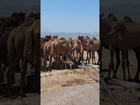 شتركو بالقناه شتر ایران مستر بیست غزة تهران بلاگری إسرائيل امريكا ترکیه عراق