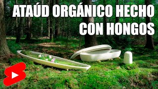Hacen ataudes usando hongos @loopbiotech #hongos #micelio #biodegradable #organico #sostenibilidad