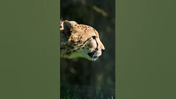 Дикая скорость и милое Мяу🐱 Азиатский гепард