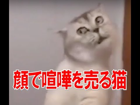 おもしろ 顔で喧嘩を売る猫 Youtube