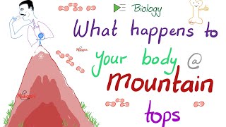 How your Body Changes at High Altitudes | OxygenDissociation Curve | Biology