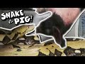 I FED MY SNAKE A PIG!!!!!! | BRIAN BARCZYK