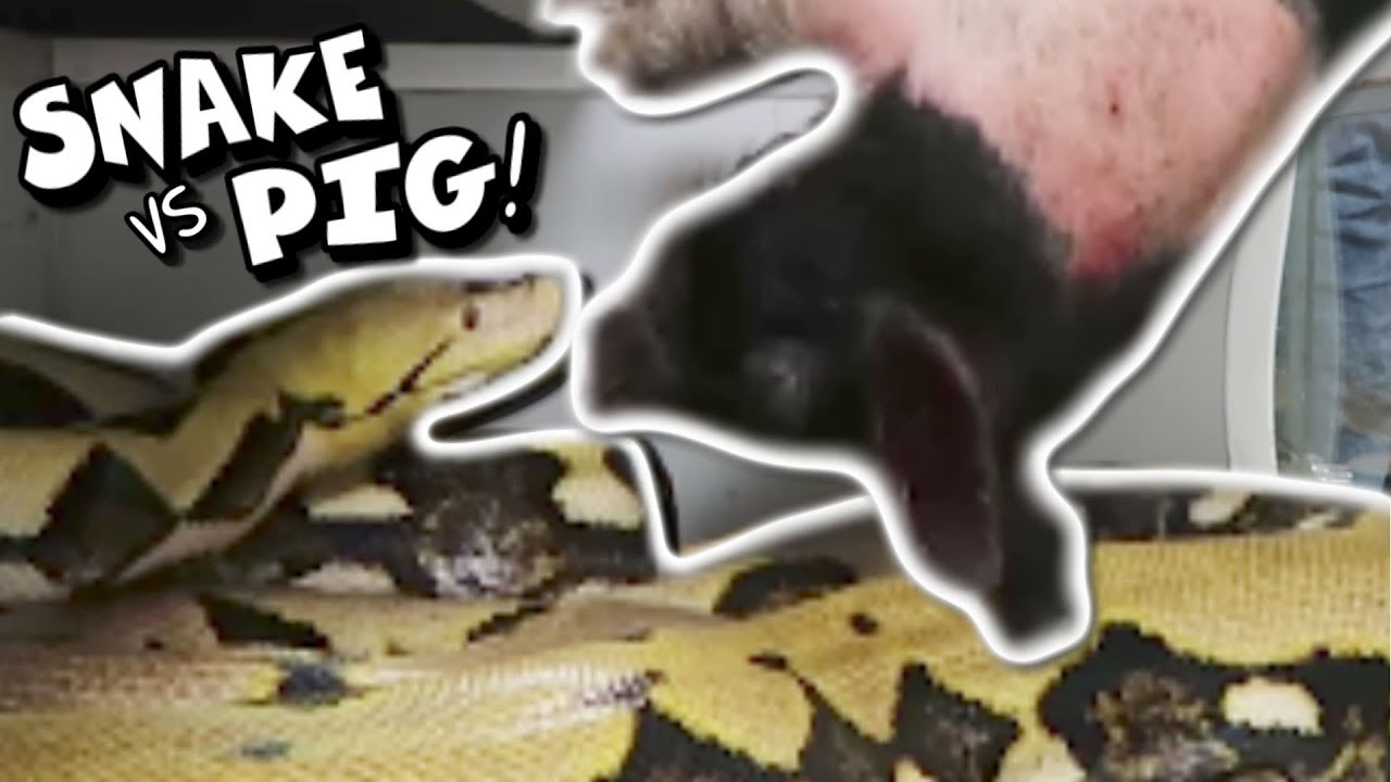 vlogs in spanish I FED MY SNAKE A PIG!!!!!! | BRIAN BARCZYK