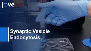 Synaptic Vesicle Endocytosis measured in Hippocampal Neurons | Protocol Preview