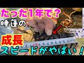 【睡蓮農園】極小睡蓮は1年でどのくらい成長したのか！？植え替えてさらに成長させる！