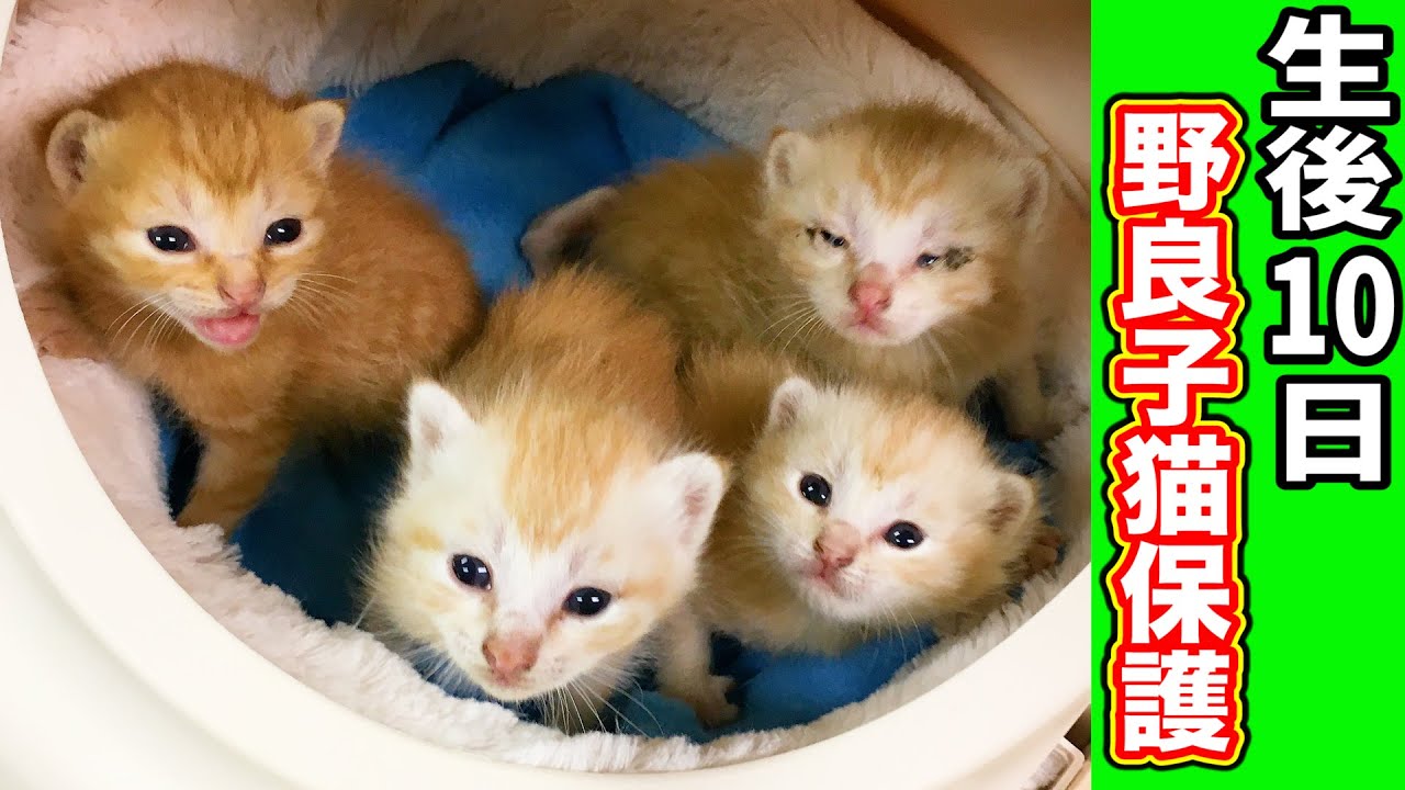 保護猫 トラックの荷台で産まれた生後10日の野良子猫を緊急保護 Emergency Protection For Kittens Youtube