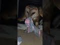 Sock Thief EXPOSED! I Finally Found the Sock Thief 👀🧦