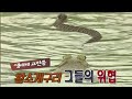 황소개구리의 위협은 끝나지 않았다? 생태계 교란종 그들의 위협! (full ver.)