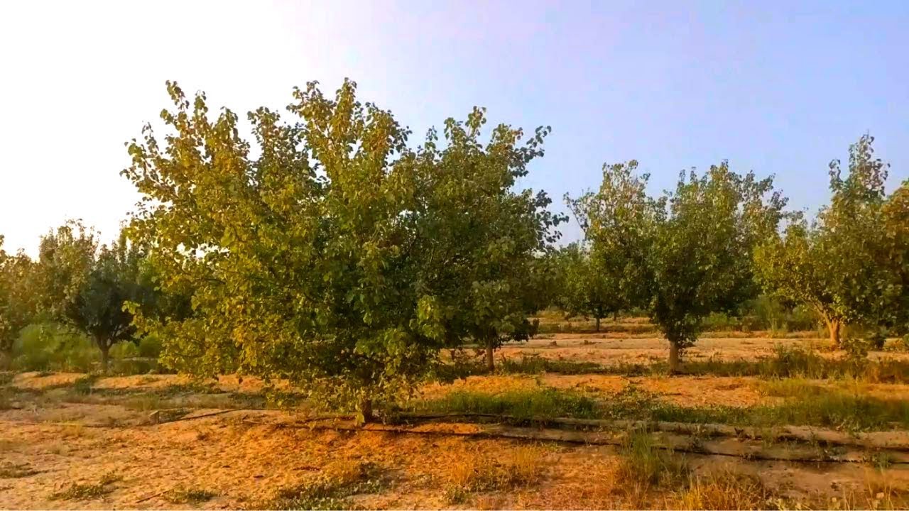 مزرعة نموذجية مع فيلا فاخرة فواكه – انتاج حيواني في موقع مميز جدا بوادي النطرون