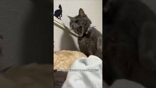 Sevdiklerini Koruma Içgüdüsü