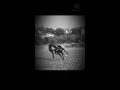 خيل عربي اصيل