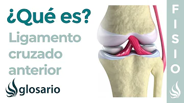 ¿Cuál es la función de los ligamentos laterales y cruzados de la rodilla?