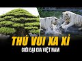 Nhng th vui c l ca gii i gia vit nam  chi 300 t chi bonsai  xy hm m cho ring mnh