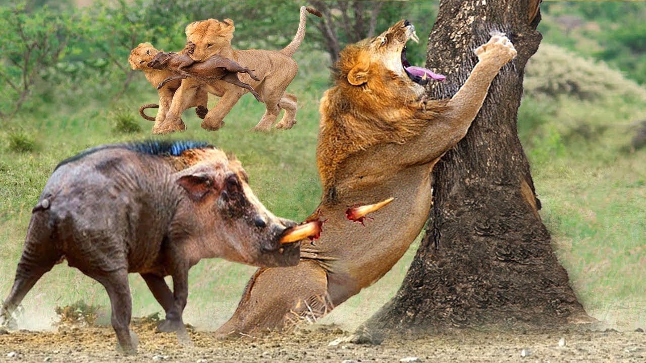 The Battle For Life And Death 🐗 Wild Discovery Animals 2024 #20 ...