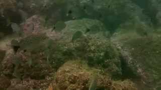 Spottail Grunts, Panamic Sergeant Majors And A Large Finescale Triggerfish