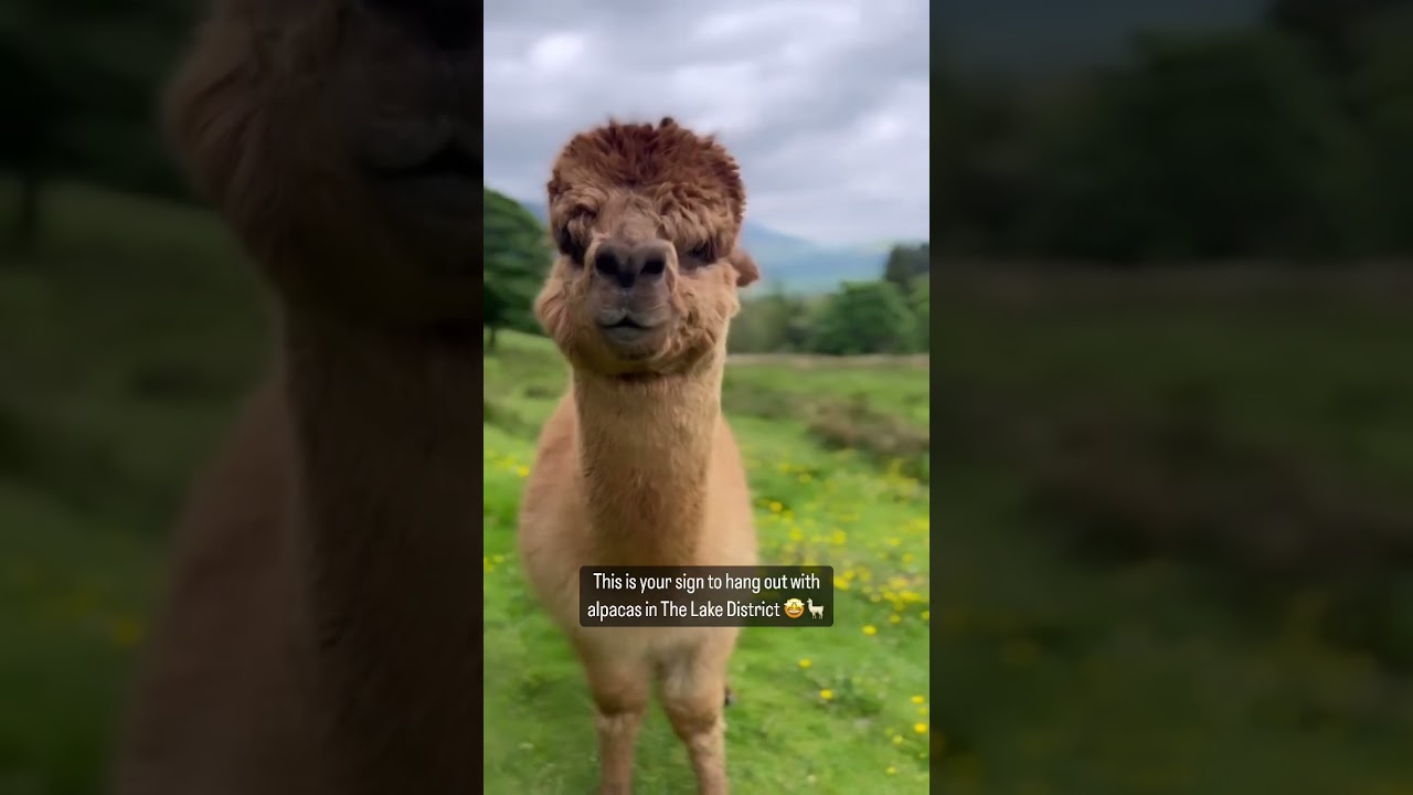 Walk with alpacas in 