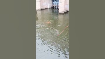 Best Cast Net Fishing Video  The Most Catch Fishing With Beautiful Natural 45