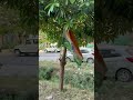 Respect our Tiranga🇮🇳 #tiranga #trending #shortvideo #shorts #viral #viralvideo #trendingshorts