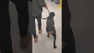 Roxanne Breaks At The Kennel