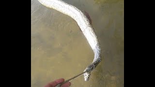 FROM ROTTING DEAD PYTHON TO MY FIRST TANNED SNAKE SKIN