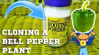 BONTONE ROOTING POWDER: HOW TO CLONE a PEPPER PLANT: THE GARDEN OF FEODORA