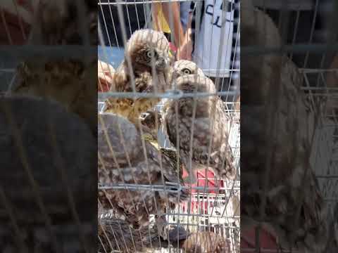 صورنا اكبر عدد من البوم الموجود فى سوق الجمعة 