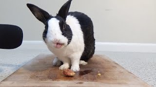 Rabbit eating peach pit! ASMR