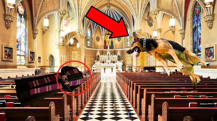 Priest Trapped In a Flooded Church THE STRAY DOG'S HEROIC RESCUE WILL MOVE YOU TO TEARS