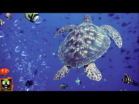 Video: Quäker - Mysteriöse Geräuschquellen Im Ozean, Erschreckende Taucher - Alternative Ansicht